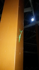 Stagmatoptera binotata