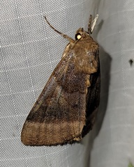 Catocala badia badia