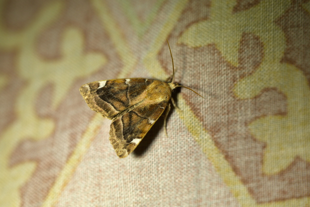 White-spotted Pinion