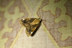 Cosmia diffinis