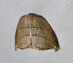 Pseudalbara parvula
