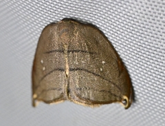 Pseudalbara parvula
