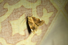 Cosmia diffinis
