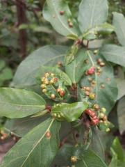 Anthocoptini