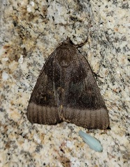 Catocala badia badia