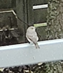Muscicapa striata