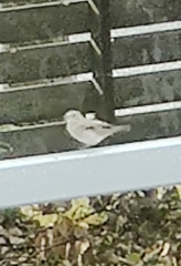 Muscicapa striata