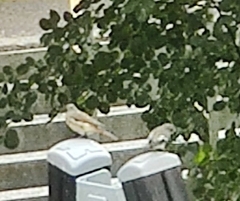 Muscicapa striata