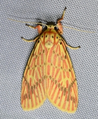 Barsine striata