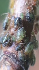 Pterocallis maculatus