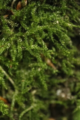 Eurhynchium angustirete