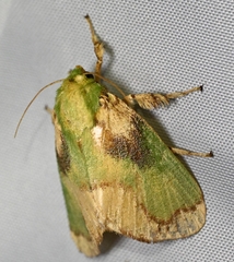 Parasa pastoralis
