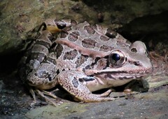 Lithobates palustris