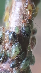 Pterocallis maculatus