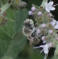Megachile apicalis