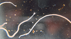Aulophorus
