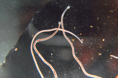 Aulophorus