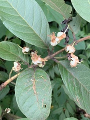 Angiospermae