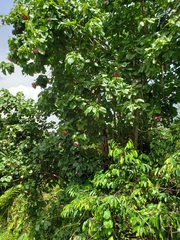 Thespesia grandiflora