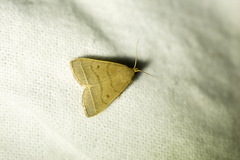 Simplicia rectalis