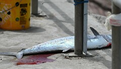 Scomberomorus cavalla