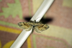 Eupithecia sinuosaria