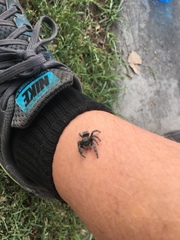 Phidippus audax