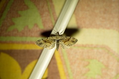 Eupithecia sinuosaria