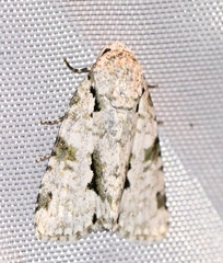Bleninina
