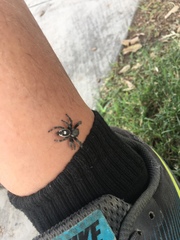 Phidippus audax