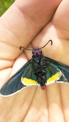 Mysoria barcastus