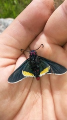 Mysoria barcastus