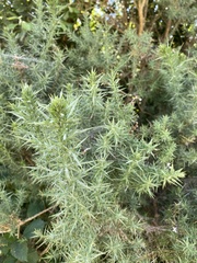 Ulex europaeus