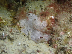 Lissoclinum perforatum