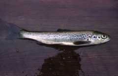 Salmo salar