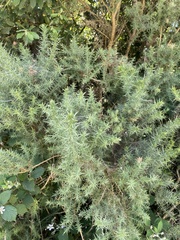 Ulex europaeus