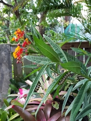 Danaus plexippus portoricensis