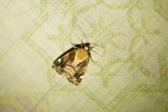 Cosmia diffinis
