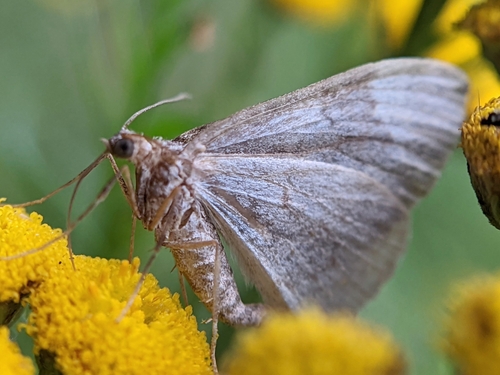 Rudasis pievasprindis nuotrauka
