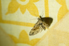 Eupithecia sinuosaria