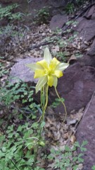 Aquilegia longissima