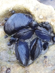 Mytilus californianus
