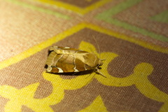 Cosmia diffinis