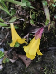 Erythranthe caespitosa