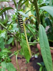 Danaus plexippus portoricensis
