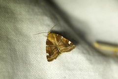 Cosmia diffinis