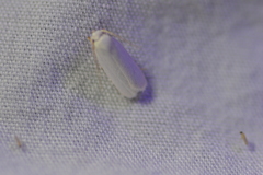 Antaeotricha floridella