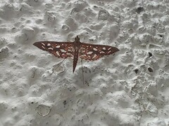 Nausinoe geometralis
