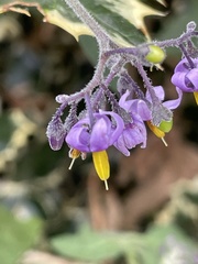 Solanum dulcamara