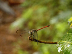 Lathrecista asiatica
